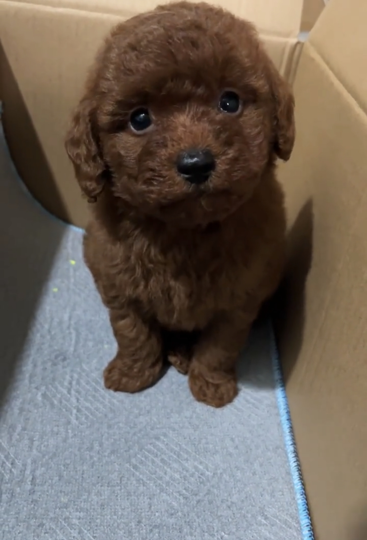 比熊幼犬公母都有，纯白蓬松似棉花糖，性格温顺乖巧，可爱粘人超治愈